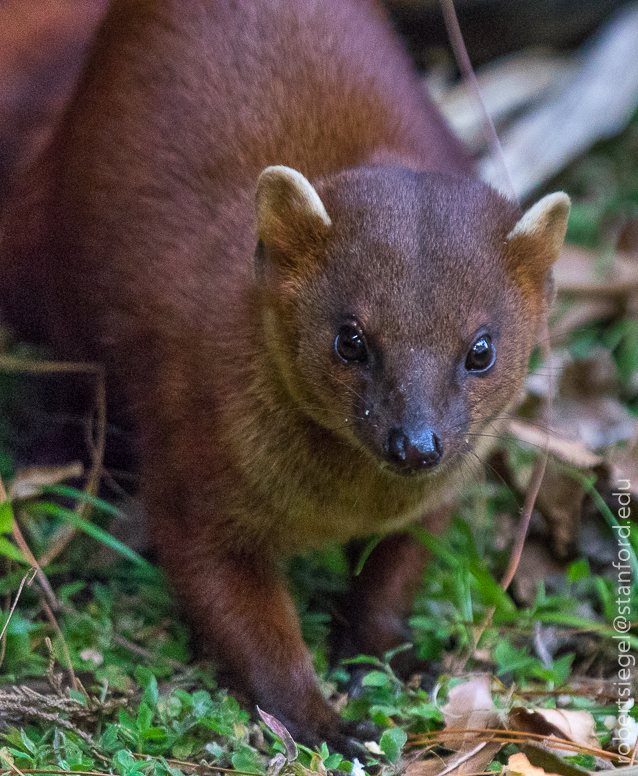 mongoose